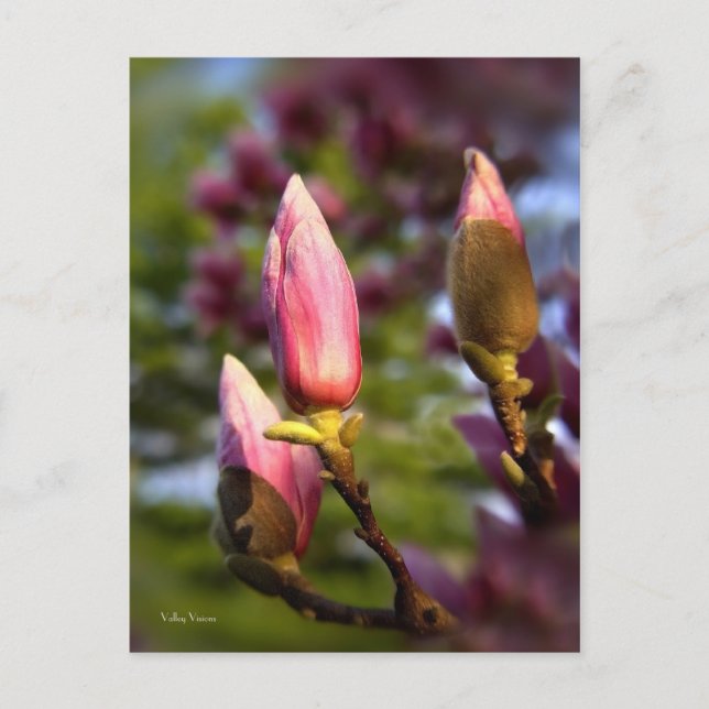 Magnolia Buds Postkarte (Vorderseite)
