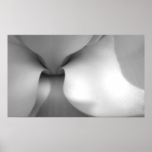 Magnolia Canvas Print Poster