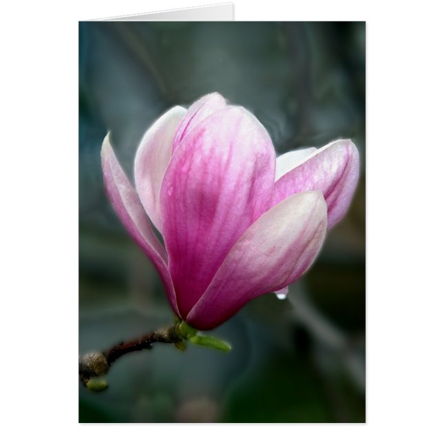 Magnolia En Pluie (Devant)