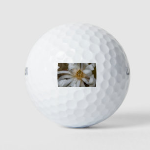 Magnolia étoilé golfball
