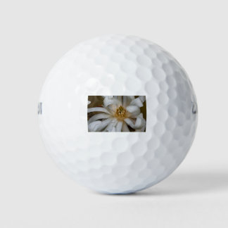 Magnolia étoilé golfball