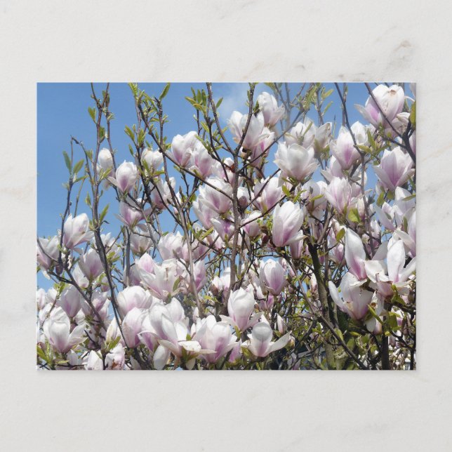 Magnolia Fleurit Au Printemps Carte Postale (Devant)