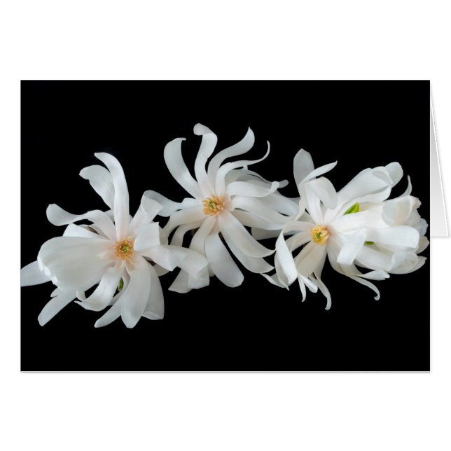 Magnolia Flower Trio on Black (Devant horizontal)