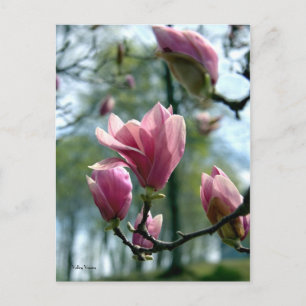 Magnolia Forest Postkarte