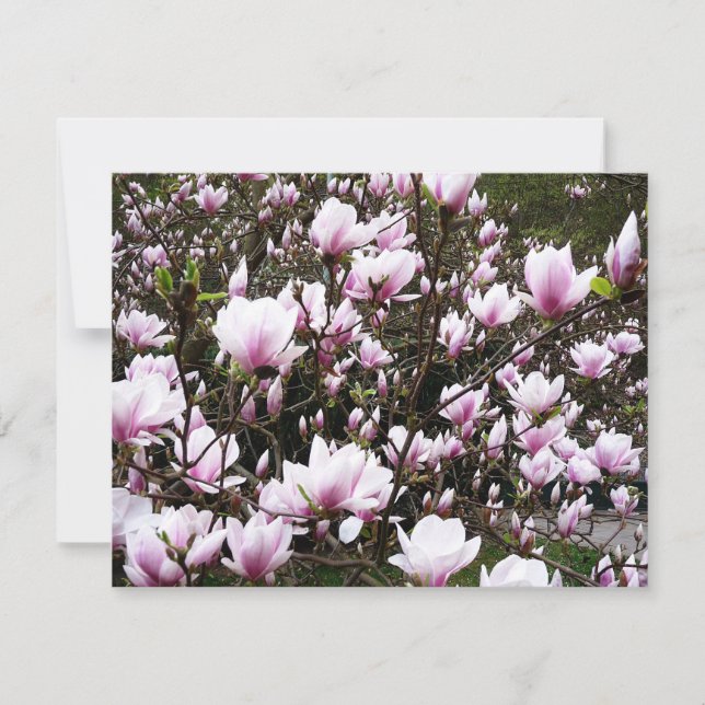 Magnolia Garden (Vorderseite)