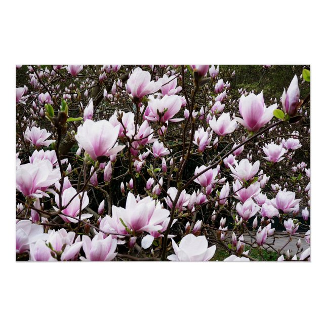 Magnolia Garden Poster (Vorderseite)