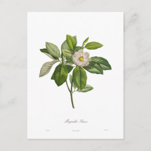 Magnolia glauca postkarte