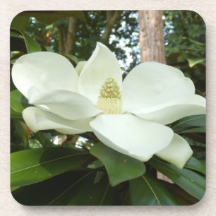 Magnolia Grandiflora Dessous de verre en plastique