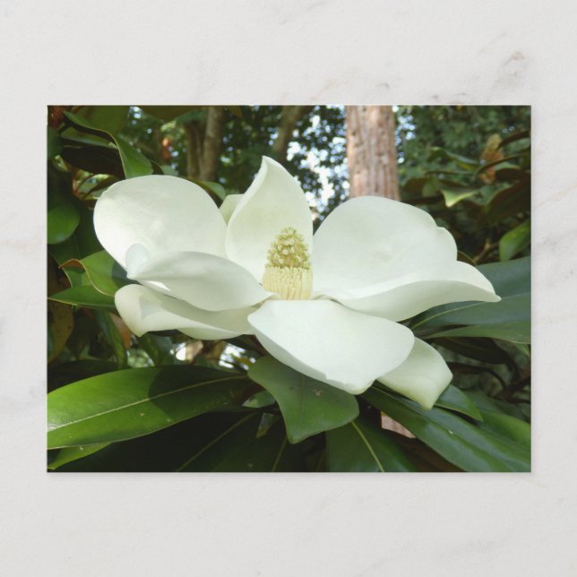 Magnolia Grandiflora Postcard Postkarte (Vorderseite)