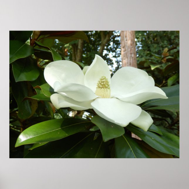 Magnolia Grandiflora Poster (Vorne)