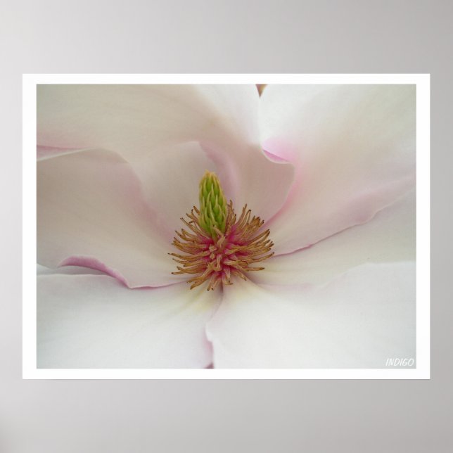 Magnolia Imprimer Poster Fleur Blanche Imprimer (Devant)