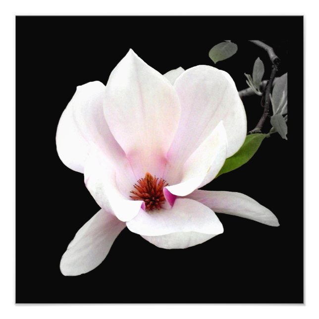 'Magnolia in Bloom' Fotografierenddruck Fotodruck (Vorne)
