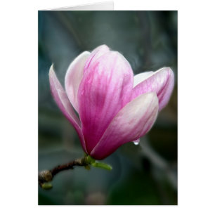 Magnolia in Regen