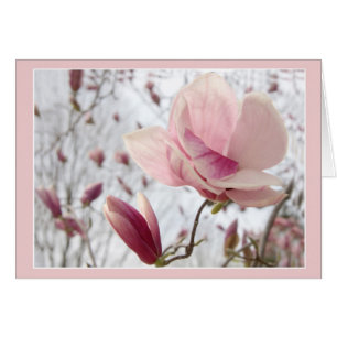Magnolia in rosa