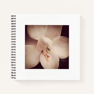 Magnolia Journal