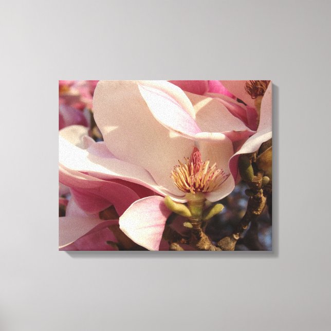 Magnolia Leinwanddruck (Vorderseite)