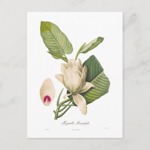 Magnolia macrophylla postkarte