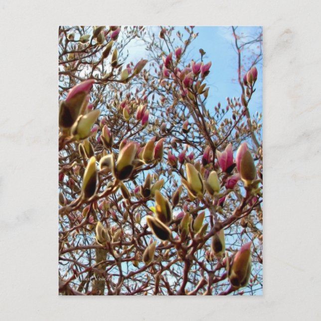 Magnolia Mass of Buds Postkarte (Vorderseite)
