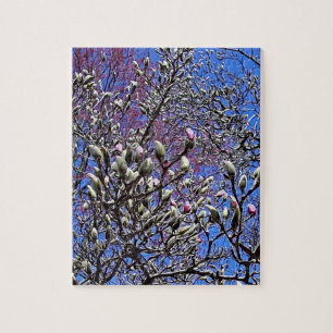 Magnolia, Masse der Buds
