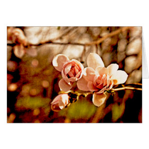 Magnolia Mood en rose