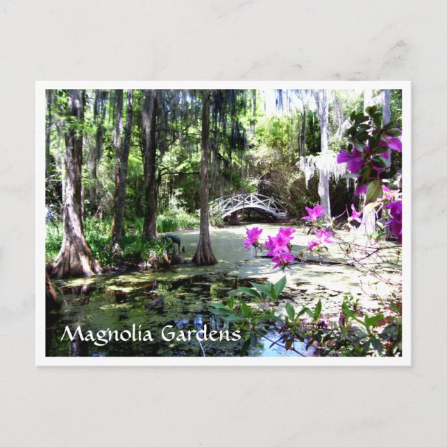 Magnolia Plantation Gardens Charleston SC Carte po (Devant)