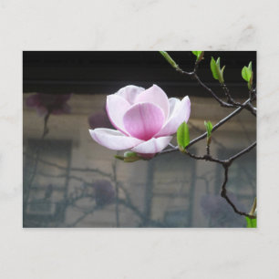 MAGNOLIA POSTCARD POSTKARTE