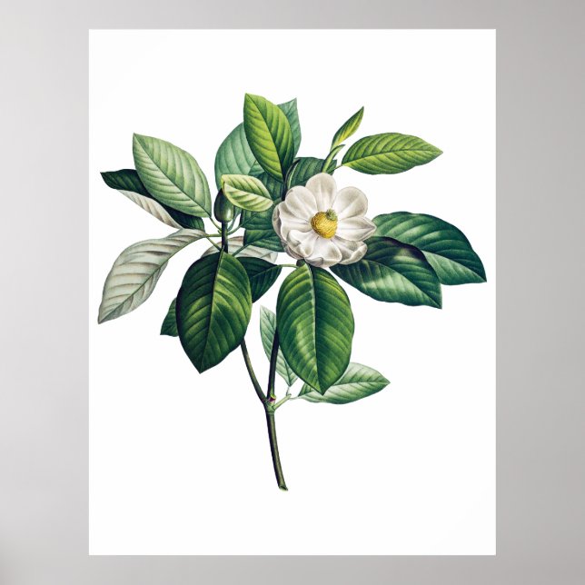 Magnolia-Poster Poster (Vorne)