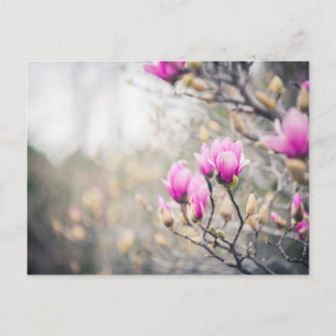 Magnolia Postkarte