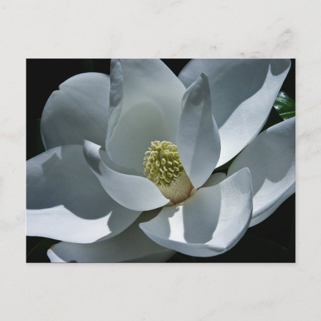 Magnolia - Postkarte (Vorderseite)