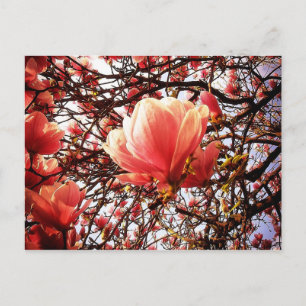 Magnolia Postkarte