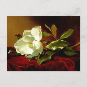 Magnolia sur Red Velvet - Carte postale