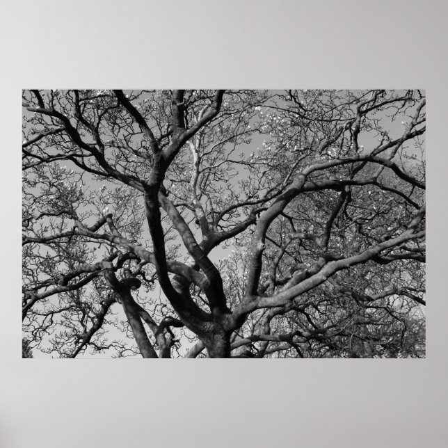 Magnolia Tree Branches Poster (Vorne)