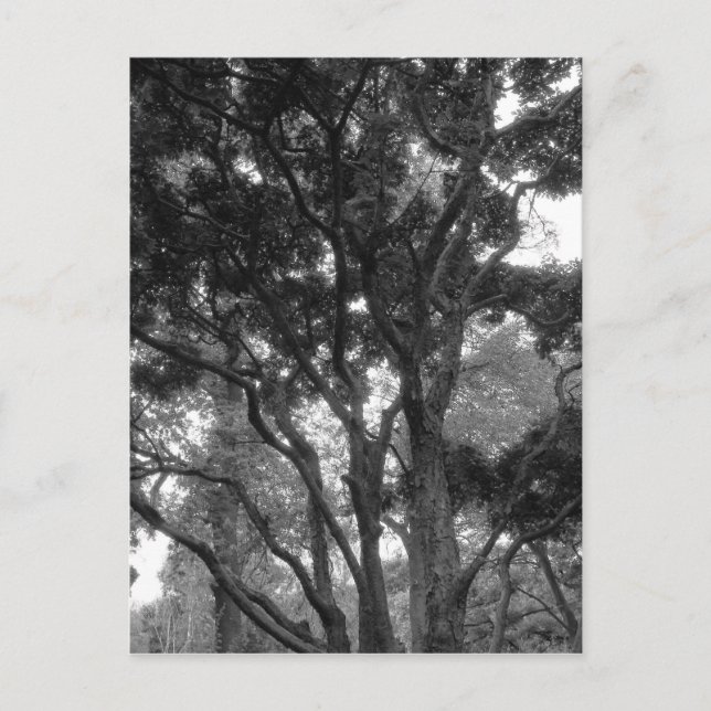 Magnolia Tree im Sommer BW Postkarte (Vorderseite)