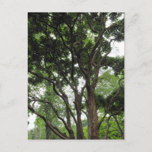 Magnolia Tree im Sommer Postkarte