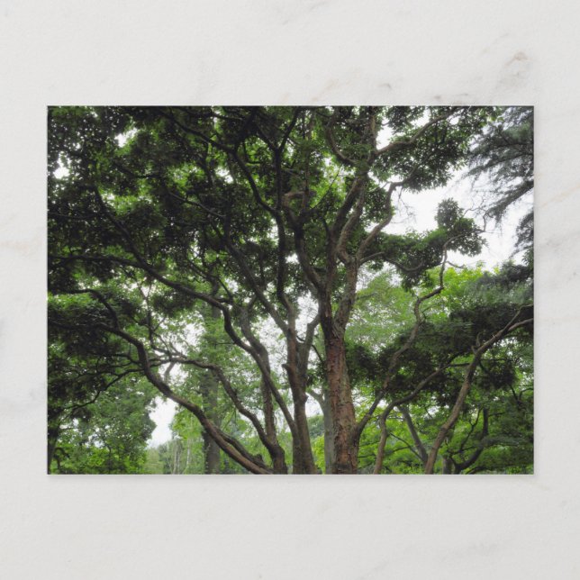 Magnolia Tree im Sommer Postkarte (Vorderseite)
