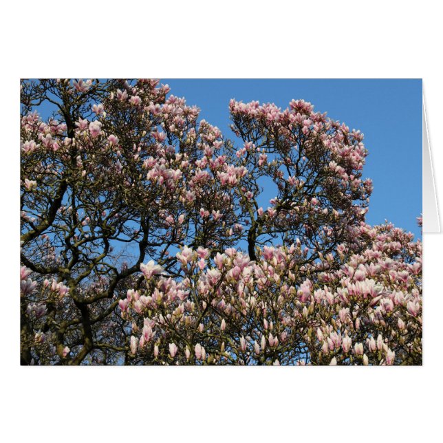 Magnolia Tree in Blossom (Vorderseite (Horizontal))