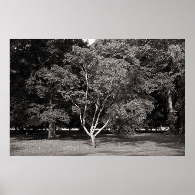 Magnolia Tree in Summer - Warm Tone  BW Poster (Vorne)