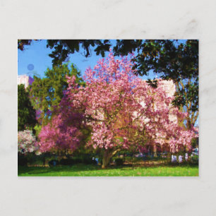 Magnolia Tree Postcard Postkarte