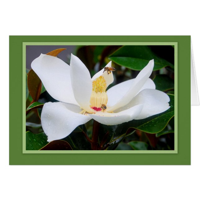 Magnolia und Honeybees Green Frame Card (Vorderseite (Horizontal))