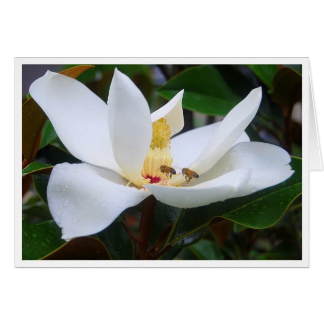 Magnolia und Honeybees-Karte (Vorderseite (Horizontal))