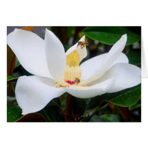 Magnolia und Honeybees-Karte