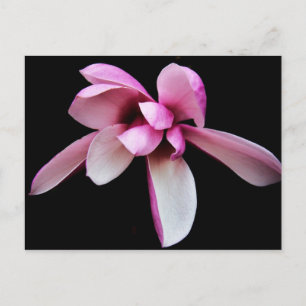 "magnolia" von Coressel Productions Postkarte