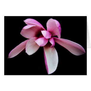 "magnolia" von Larry Coressel
