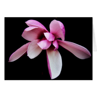 "magnolia" von Larry Coressel
