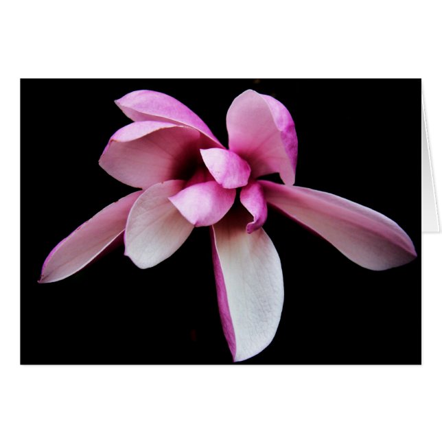 "magnolia" von Larry Coressel (Vorderseite (Horizontal))