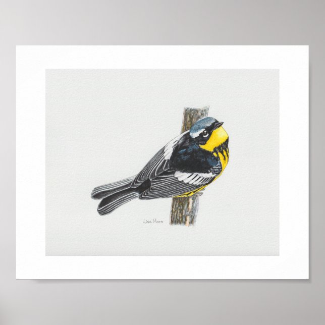 Magnolia Warbler Art Print Poster (Vorne)