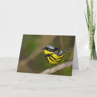 Magnolia Warbler Karte