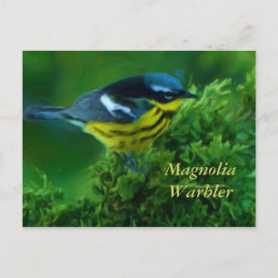 Magnolia Warbler Post Card Postkarte