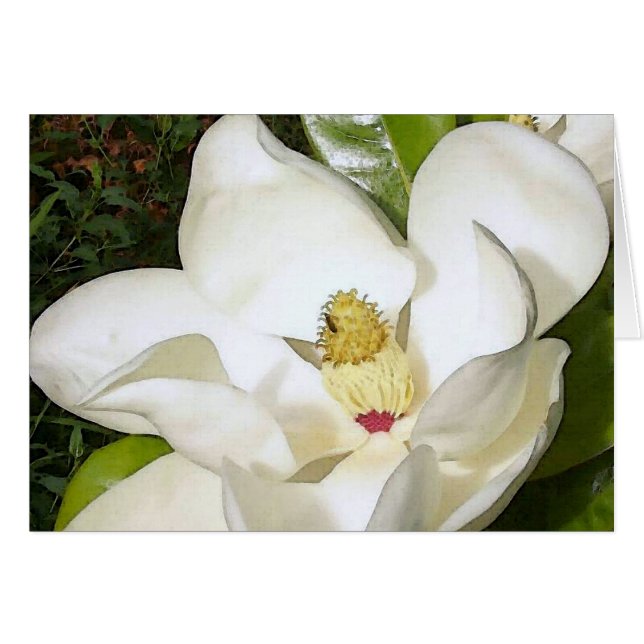 Magnolia White (Vorderseite (Horizontal))