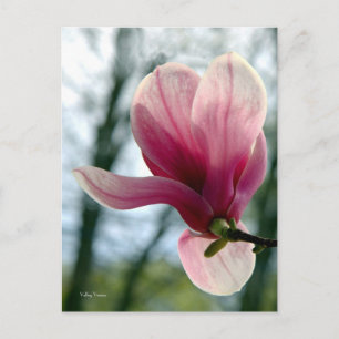 Magnolia Woods Postkarte